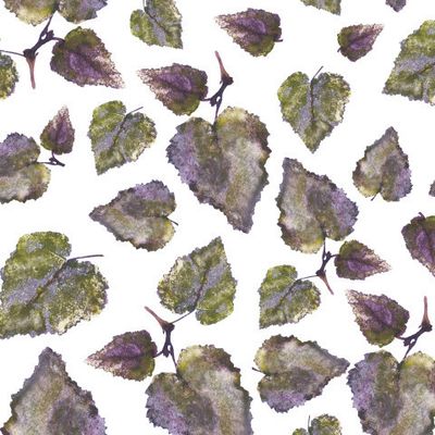 Листья берёзы №1.