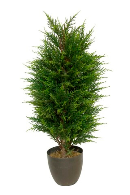 Кипарис в кашпо