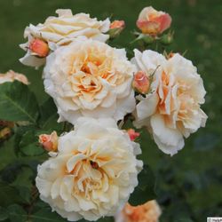 Карамелла (Caramella)