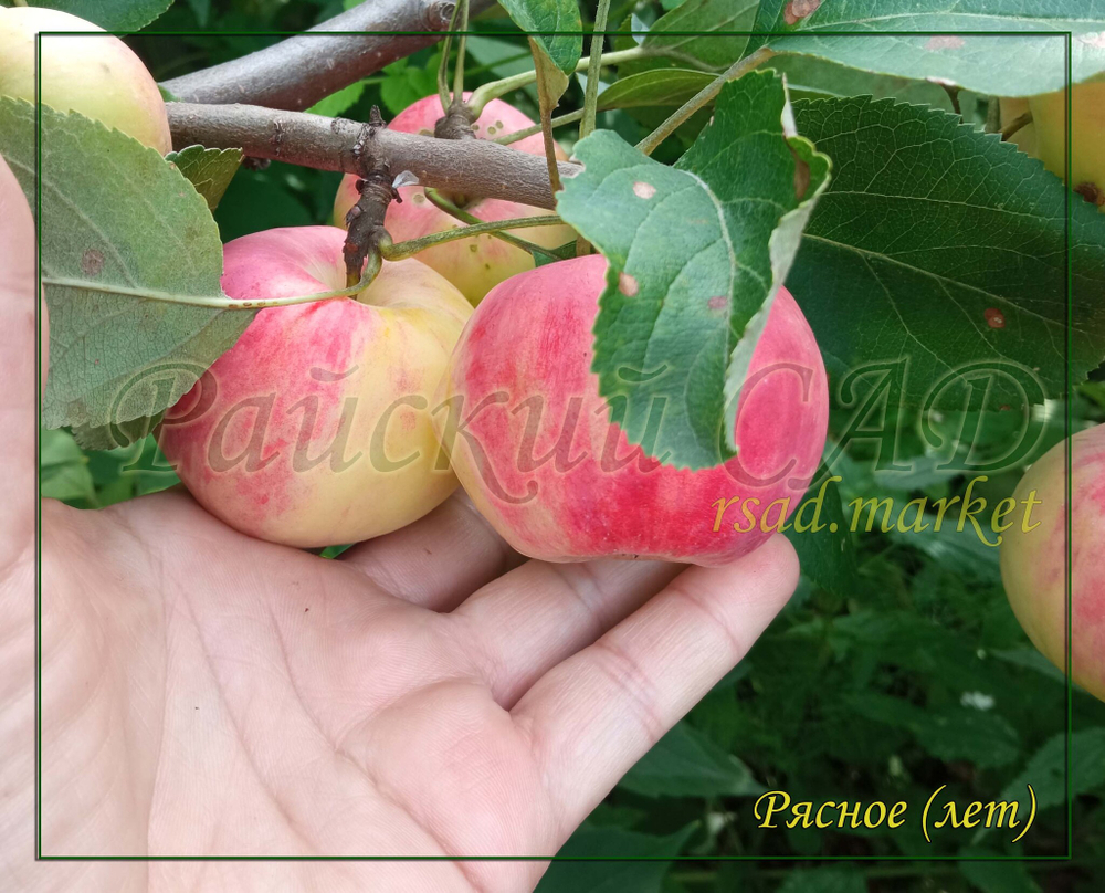Яблоня Рясное