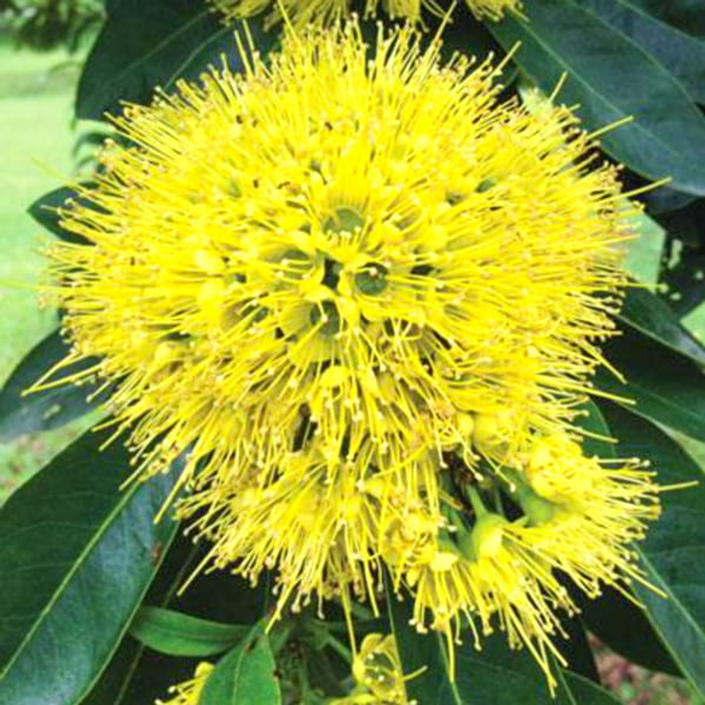 Ксантостемон желтый – Xanthostemon yellow