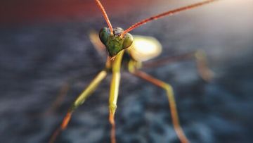 Макросъемка на смартфонах: лучшие модели с ультра-близким фокусом в 2026 году