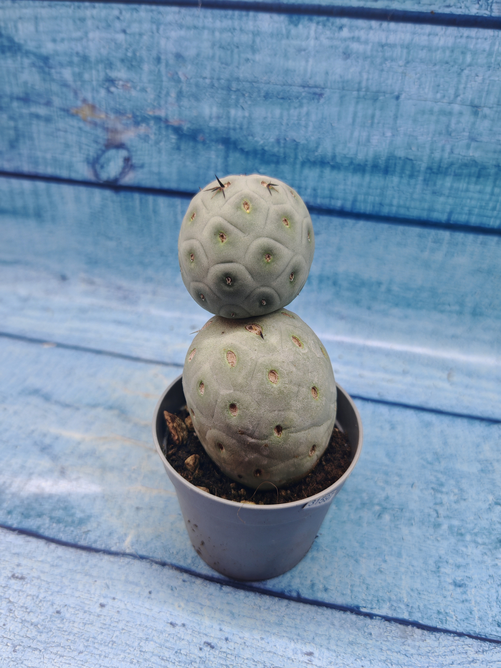 Tephrocactus Geometricus (Тефрокактус)