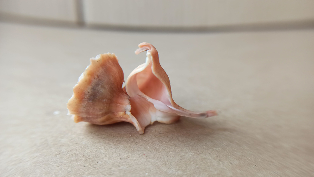 Латиаксис мавае с оперкулумом (Latiaxis mawae) 4 см.