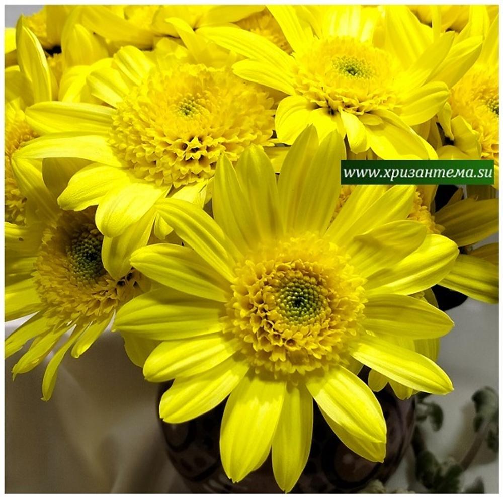 Хризантема кустовая Inga 🌼 к.49 (весна 2026г)