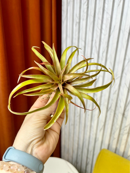 Тилландсия Мультифлора Рэд (Multiflora Red), 1шт, Нидерланды