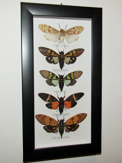 Цикады в рамке