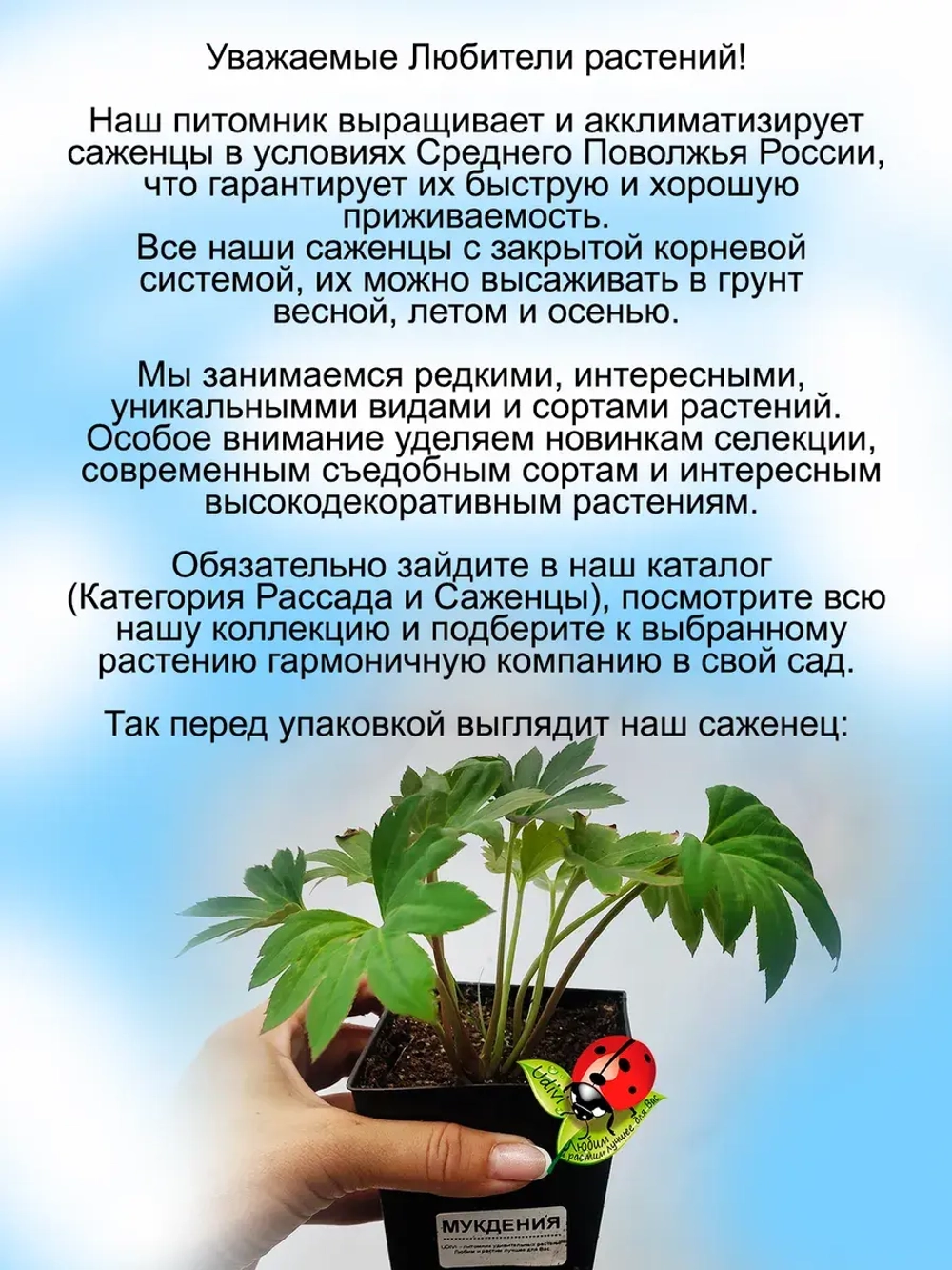 Мукдения Росса Красула кленолистник