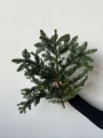 Нобилис - 1 ветка