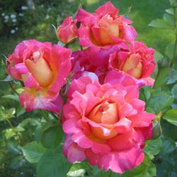 Декор Арлекин (Decor Arlequin)