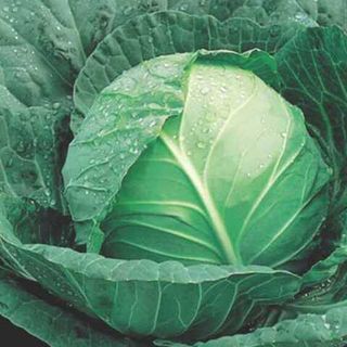 Капуста белокочанная  Грин Флэш F1 2500 (семян)