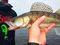Виброхвосты съедобные LJ Pro Series MINNOW 5.5in (13,9 см), цв. T18, 4 шт.
