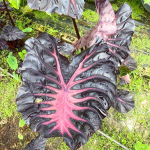 Колоказия BLACK LAVA 1