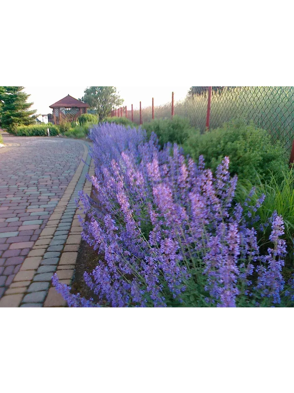 Котовник Фассена Ауслезе