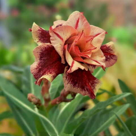 Адениум OLIVE