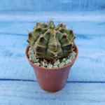 Gymnocalycium Friedrichii (Гимнокалициум)