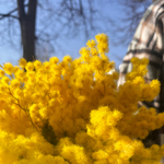 🌸☀️ букетик Весенний водоворот — душистая пушистая мимоза (h ≈ 30 см; ⌀ ≈ 25 см) — 11 веточек — 8 марта у Феи