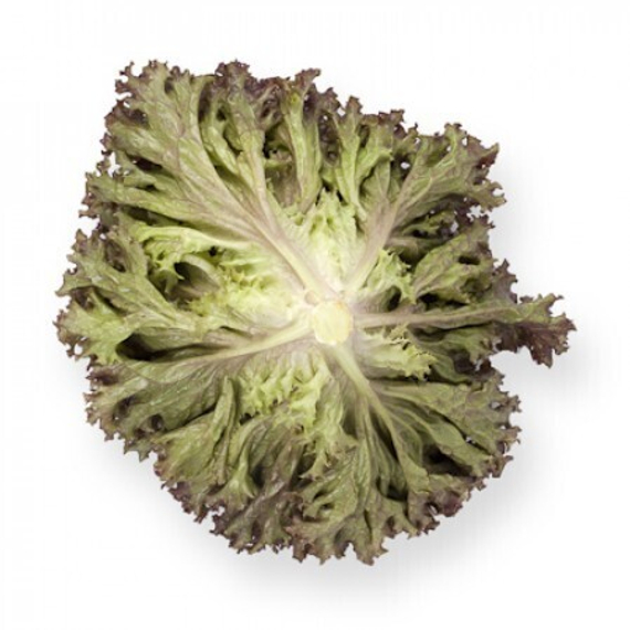 ЭНТОНИ семена салата Rijk Zwaan характеристика – фото 11