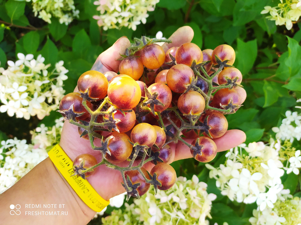 Кремовый аметист (Amethyst Cream Cherry)