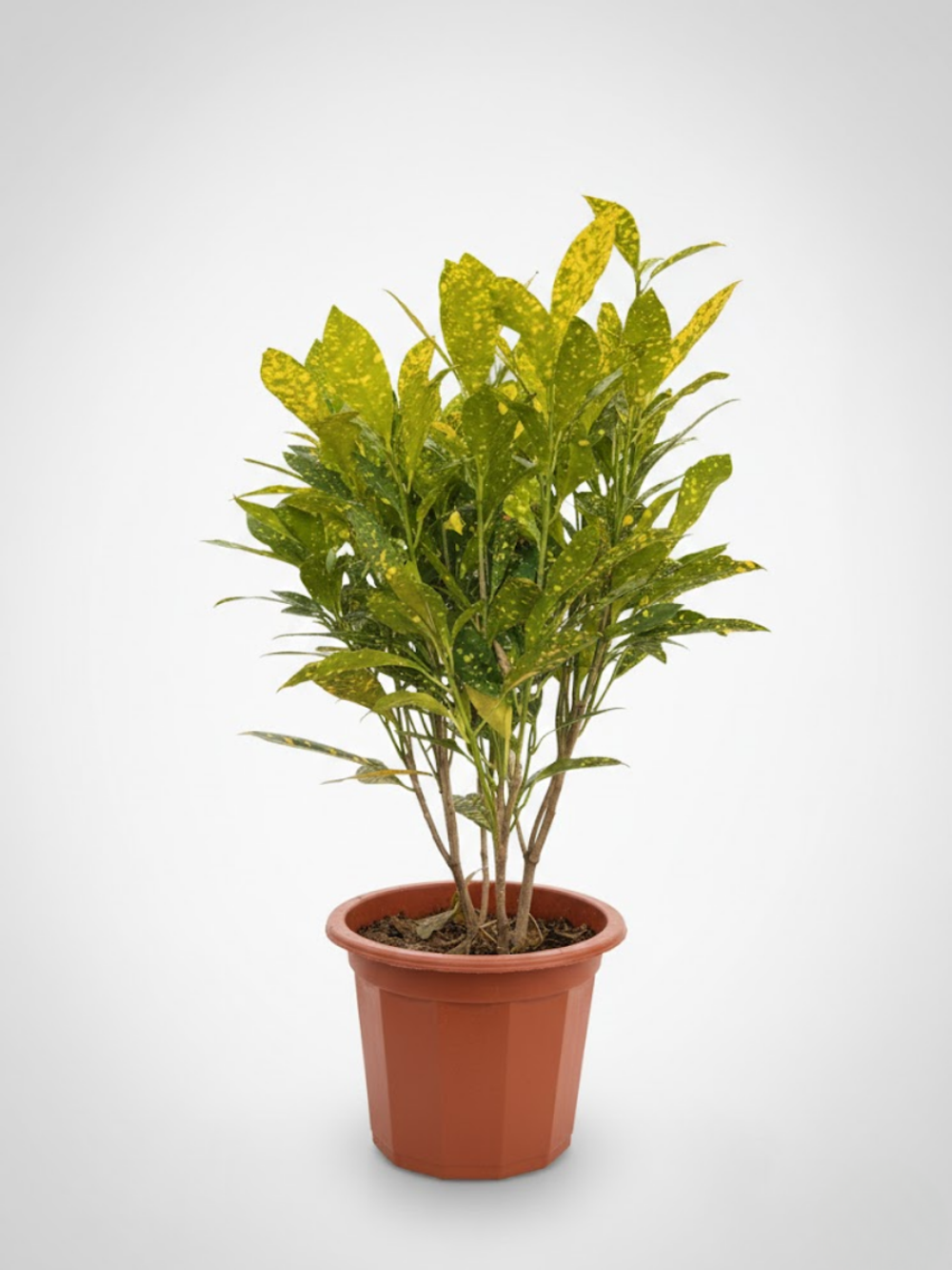 Фикус Бенджамина д.23