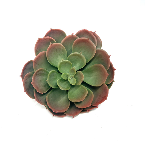 Суккулент Эхеверия красный