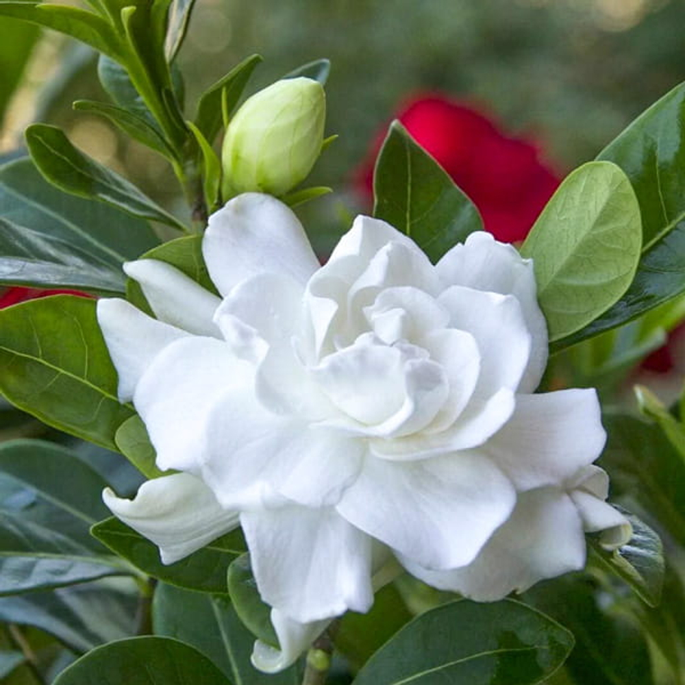 Гардения махровая – Double gardenia