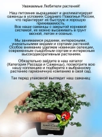 Пилея Грейзи серебристая