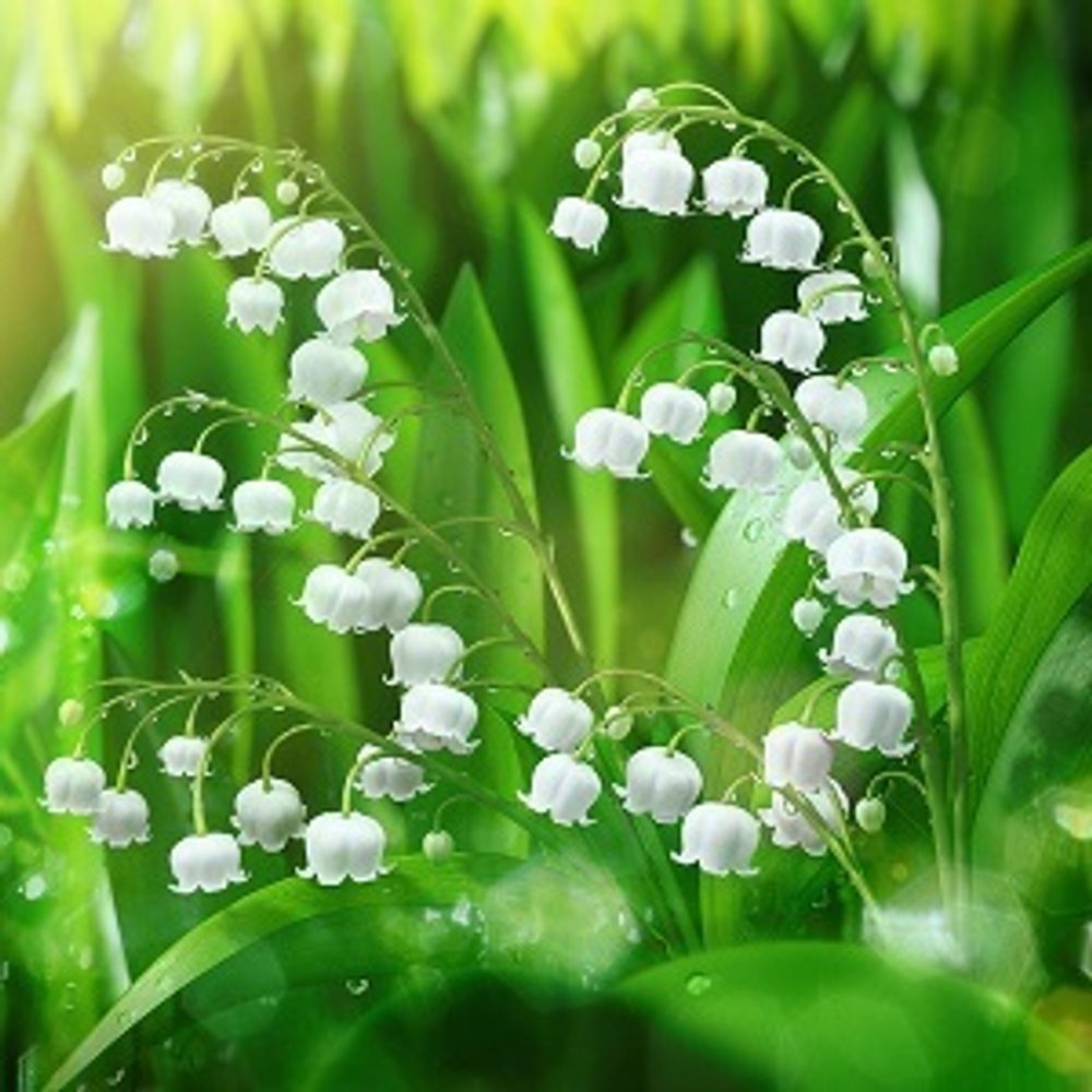 ЛАНДЫША СПИРТ (ALCOOL MUGUET 659479 SYMRISE)