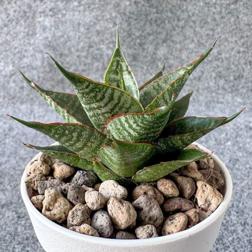 Сансевиерия DRAGON SCALE