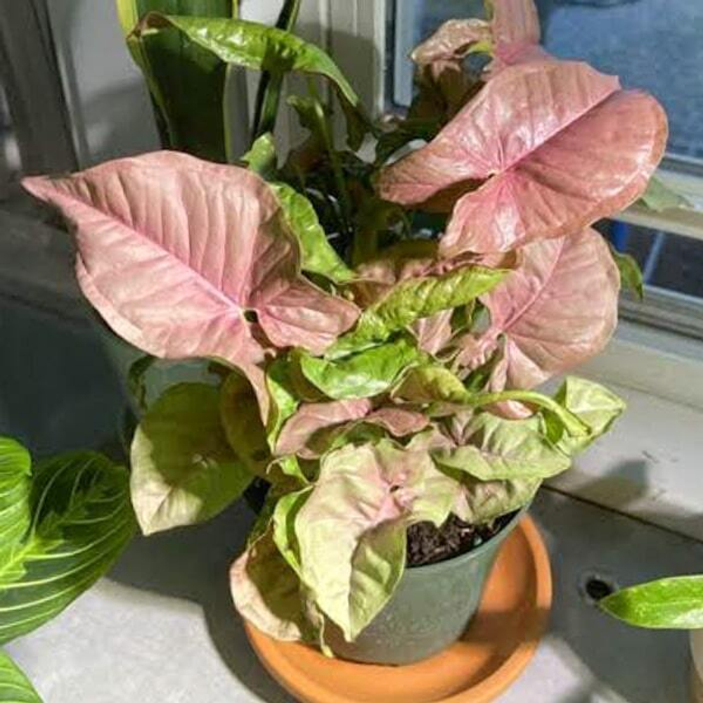 Сингониум NEON