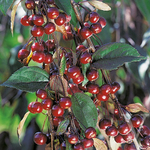 Яблоня Роял Бьюти на штамбе