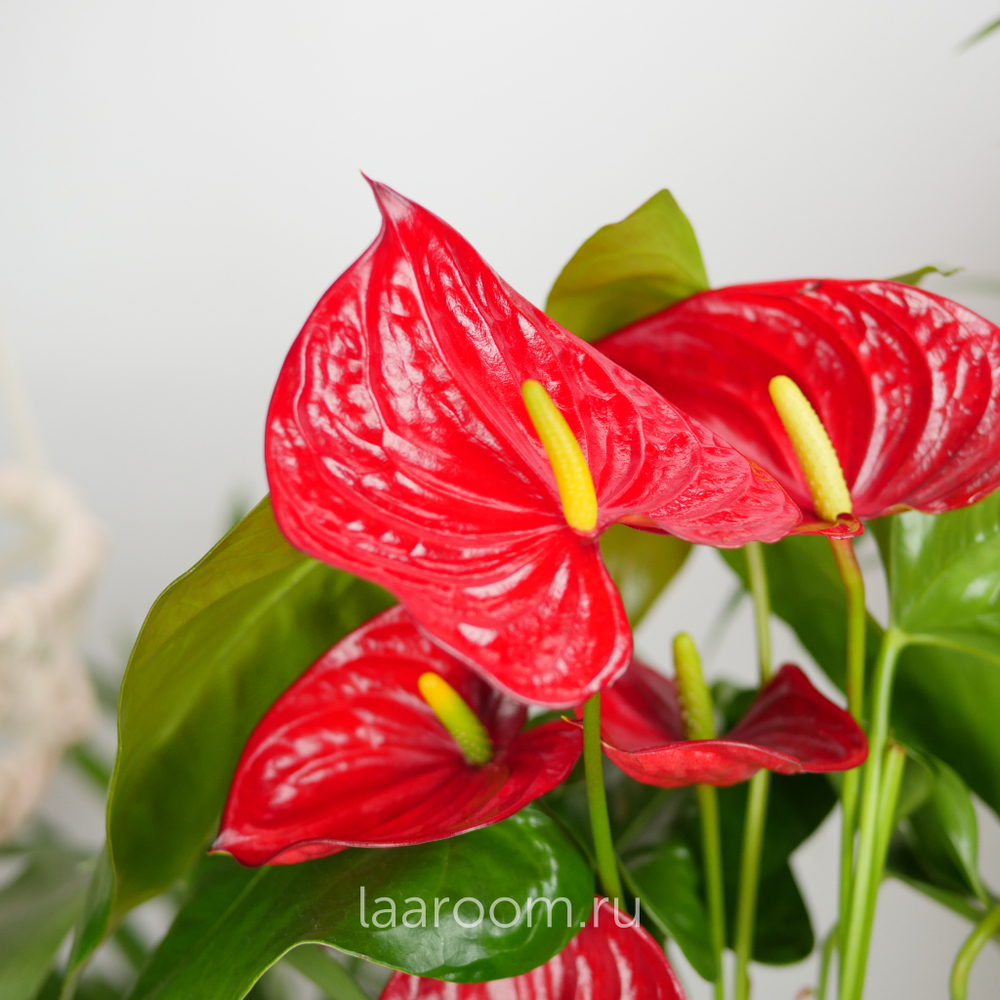 Антуриум Андревнум Невада 12/40