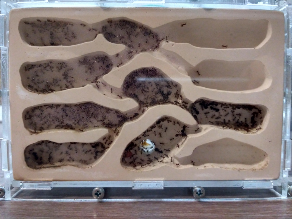 Комплект формикарий "Белый Дом 3.0" и муравьи Pheidole (160х100х100 мм)