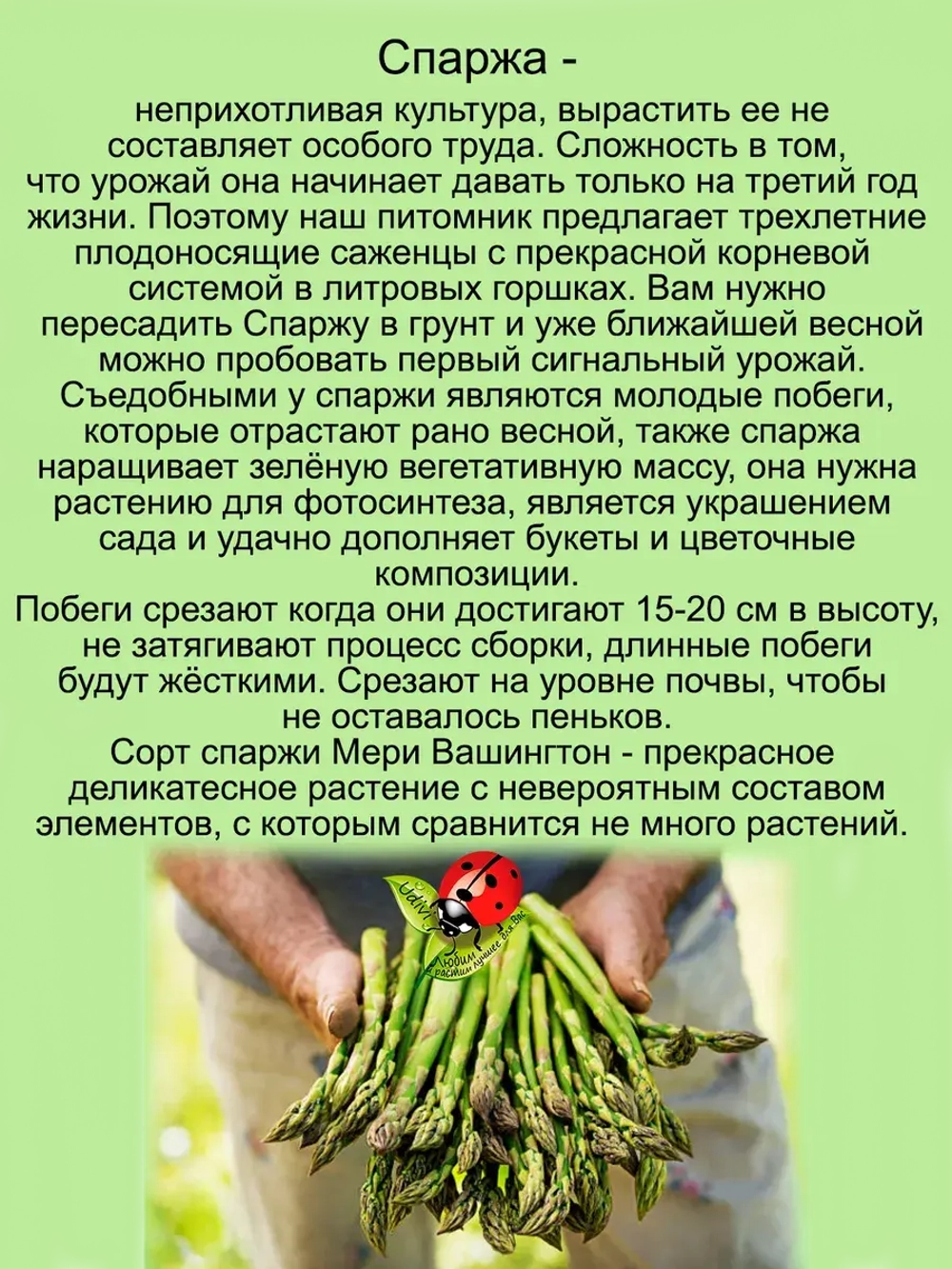 Спаржа Мэри Вашингтон деликатесная