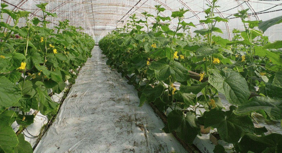 3506 F1 семена огурца партенокарпического (Seminis / Семинис) – фото 4