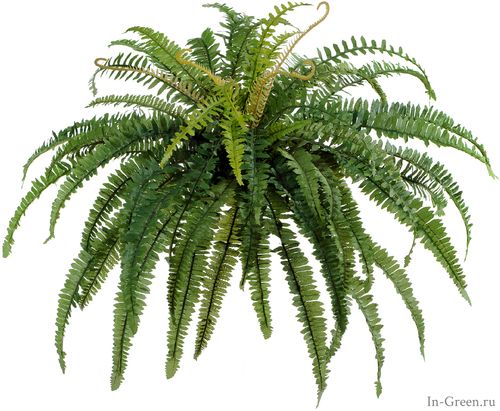 Папоротник Лесной