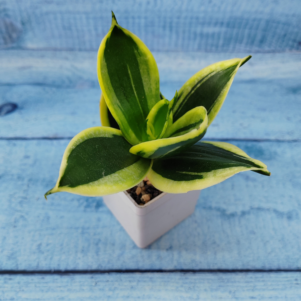 Sansevieria Hahnii Jade Marginata (Сансевиерия)