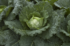 Сонхо F1 семена капусты савойской (Takii / Таки)