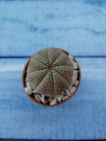 Euphoria Obesa (Эуфорбия)