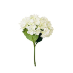 Гортензия белая