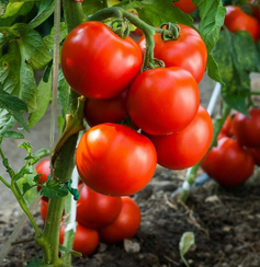 Берсола F1 семена томата полудетерминантного (Enza Zaden / Энза Заден)