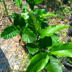 Табернемонтана пахисифон – Tabernaemontana pachysiphon