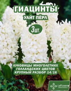 Гиацинт Луковицы цветов Уайт Перл, 3шт