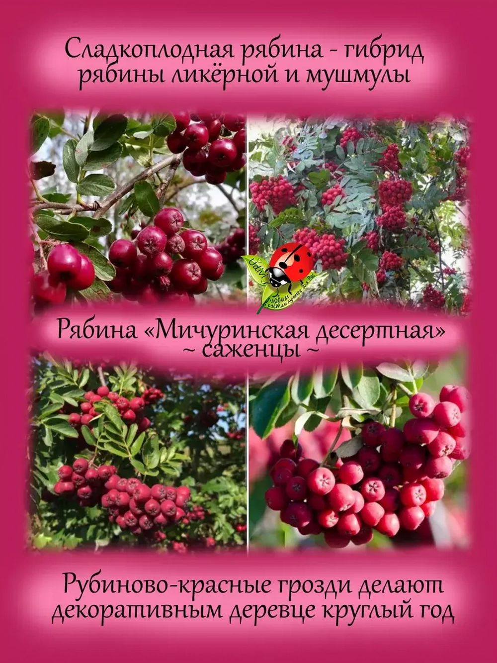 Рябина Мичуринская Десертная