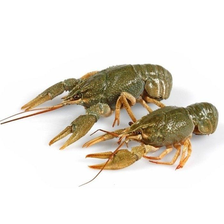 Раки