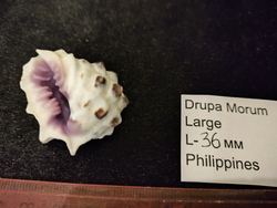 Друпа Морум