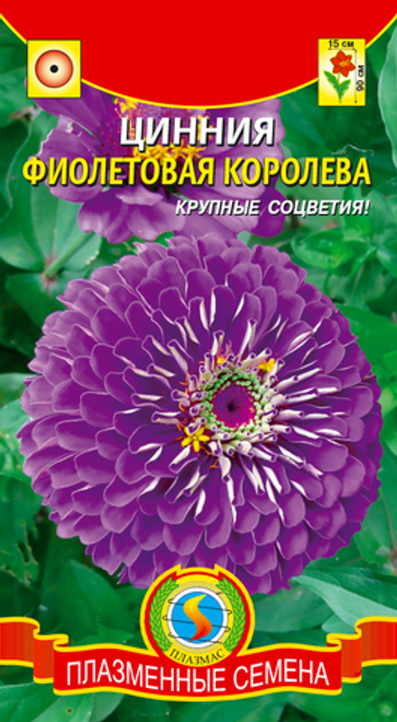 Цинния Фиолетовая королева