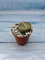 Lithops sp. (Литопсы)