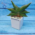 Sansevieria stylish fan (Сансевиерия)