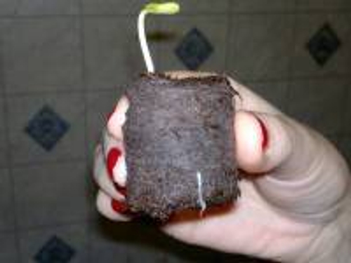 Таблетка торфяная JIFFY 41мм